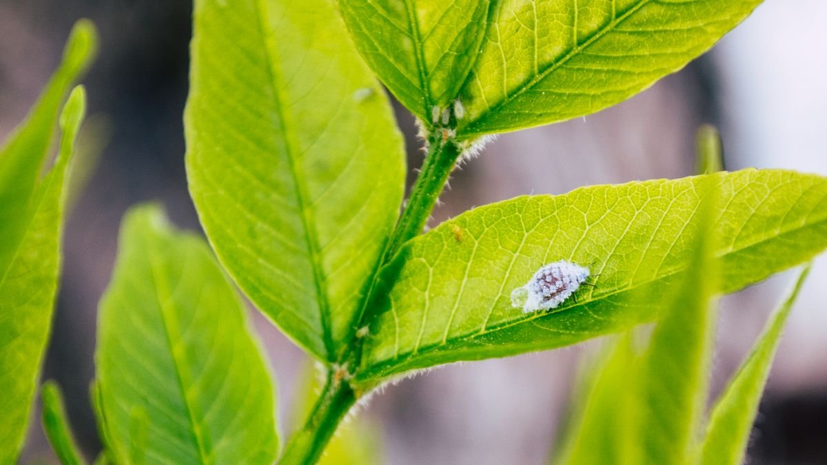 Cochonilha: Como Acabar de Vez com a Praga das Plantas de Casa