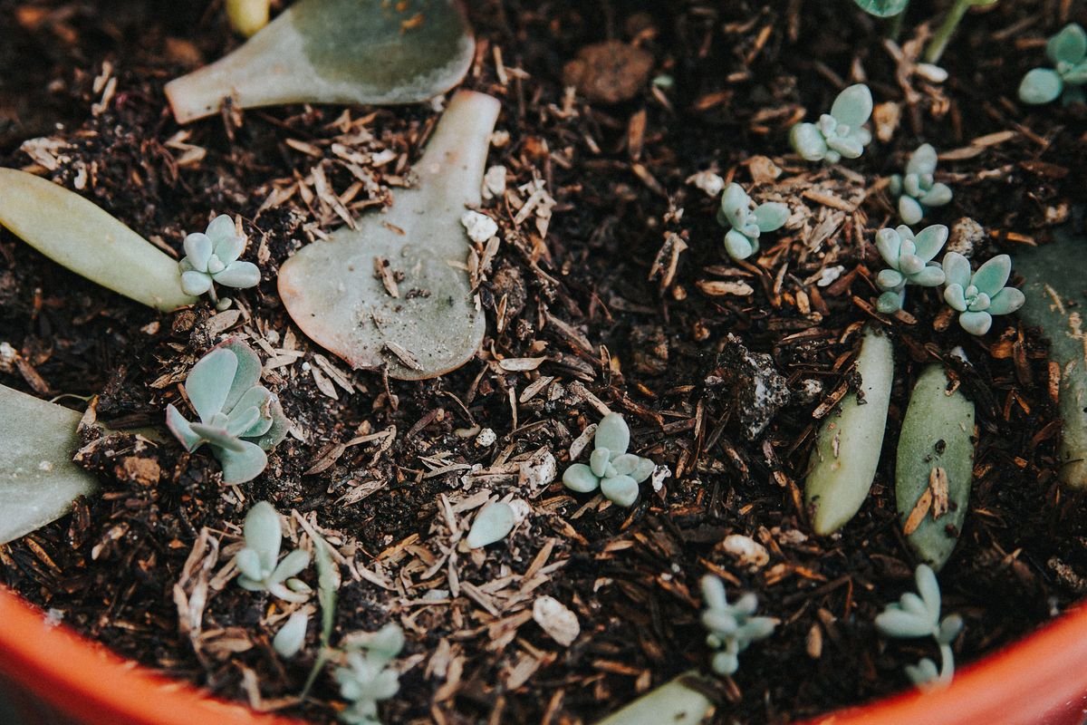 Folhas de suculenta sobre o substrato: as novas plantinhas nascem na base de cada folha