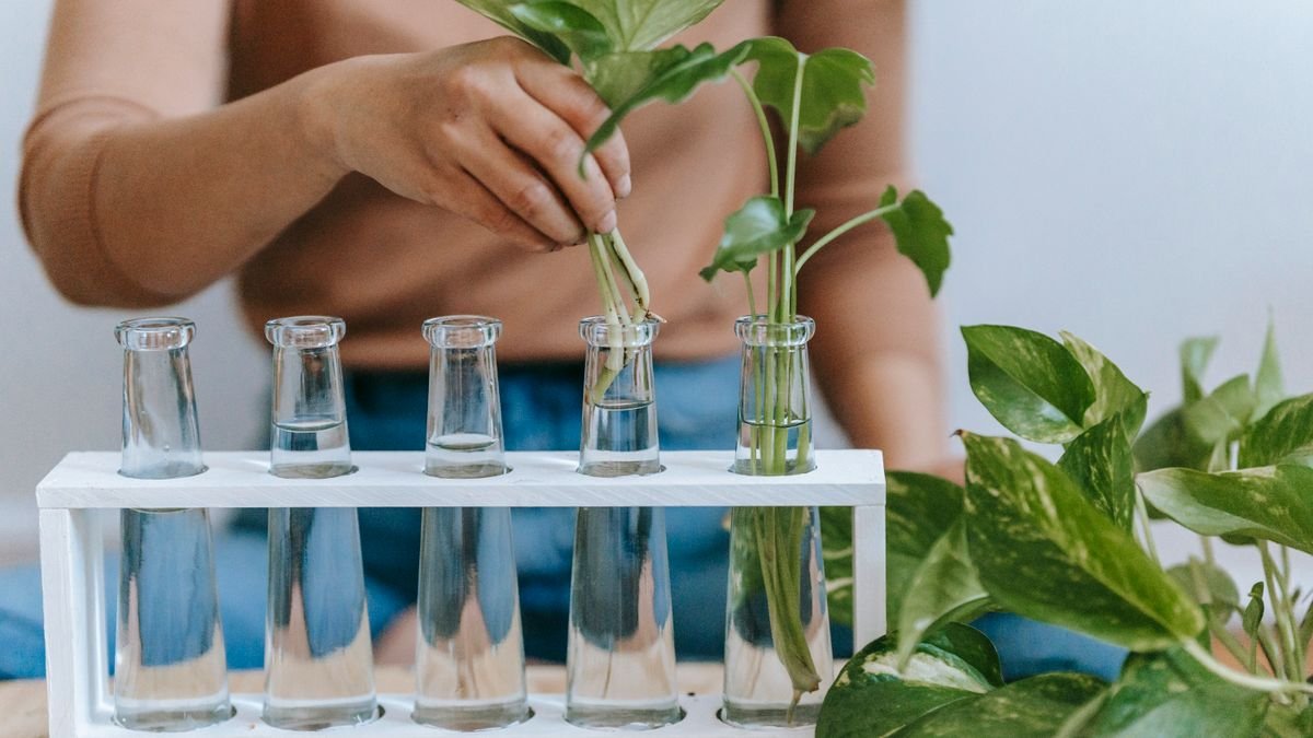 Como Fazer Mudas de Plantas: 4 Jeitos Fáceis, na Água ou na Terra