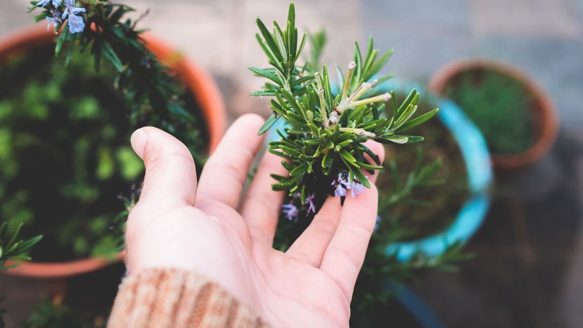 Como Plantar Alecrim em Vaso: Sol, Rega, Poda e Muda de Raminho