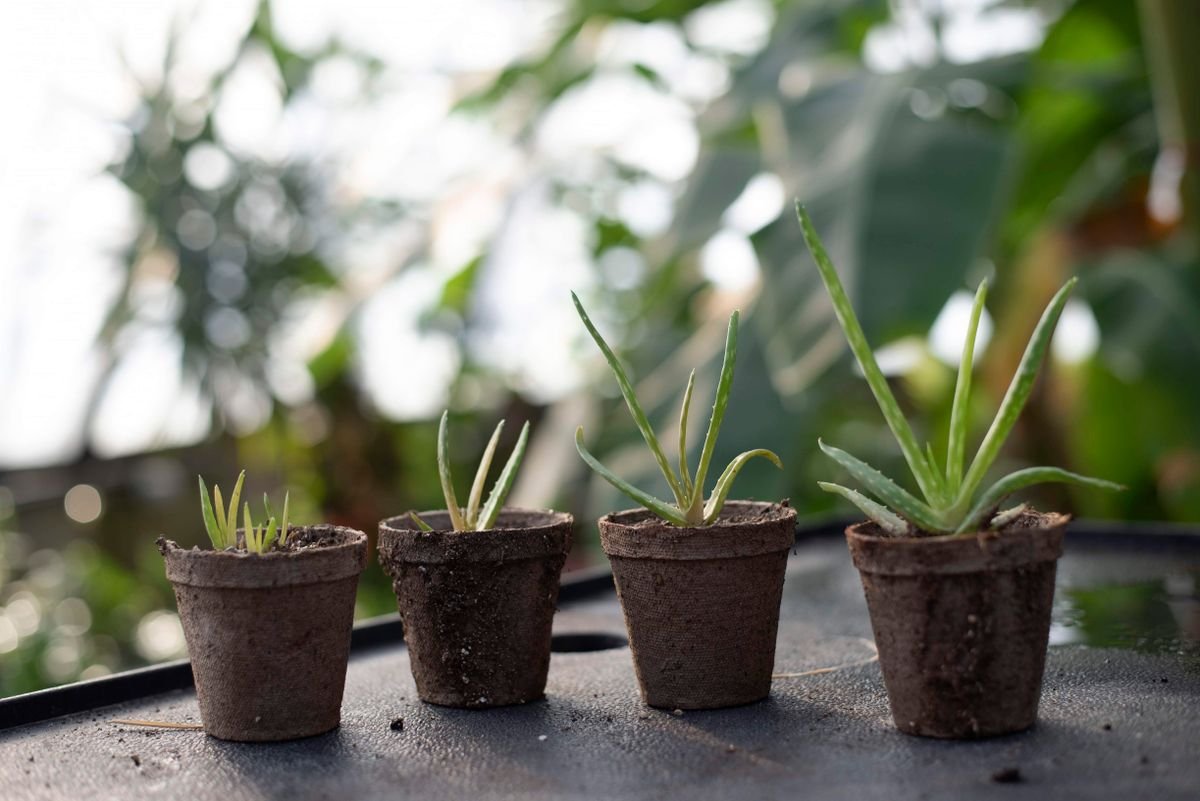 A babosa solta filhotes ao redor da planta-mãe, que viram mudas em vasinhos