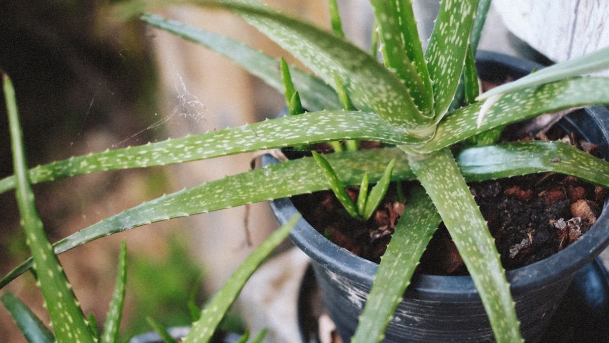 Babosa em Vaso: Como Plantar, Regar, Tirar Mudas e Colher a Folha