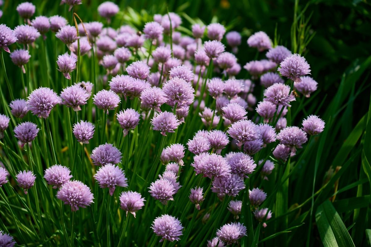 A cebolinha-francesa dá flores lilases; cortar as hastes florais mantém as folhas macias