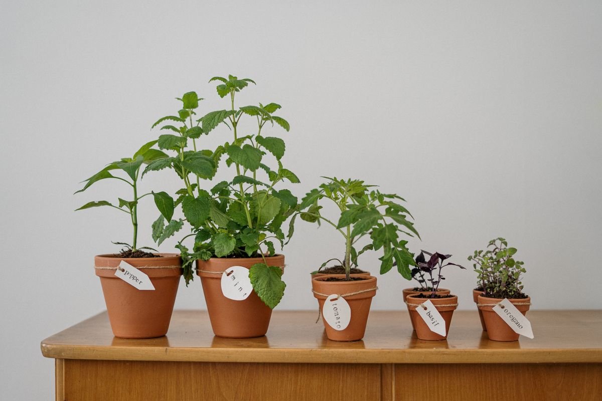 Hortelã num vaso só para ela: as raízes se espalham e sufocam as plantas vizinhas