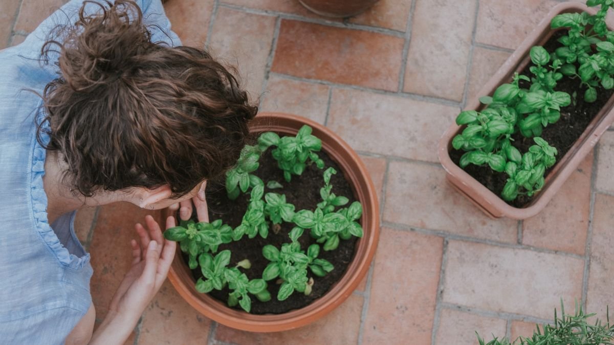 Como Plantar Hortelã em Vaso: Muda na Água, Rega e Colheita