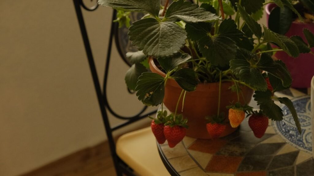Morangueiro com frutos vermelhos num vaso de barro