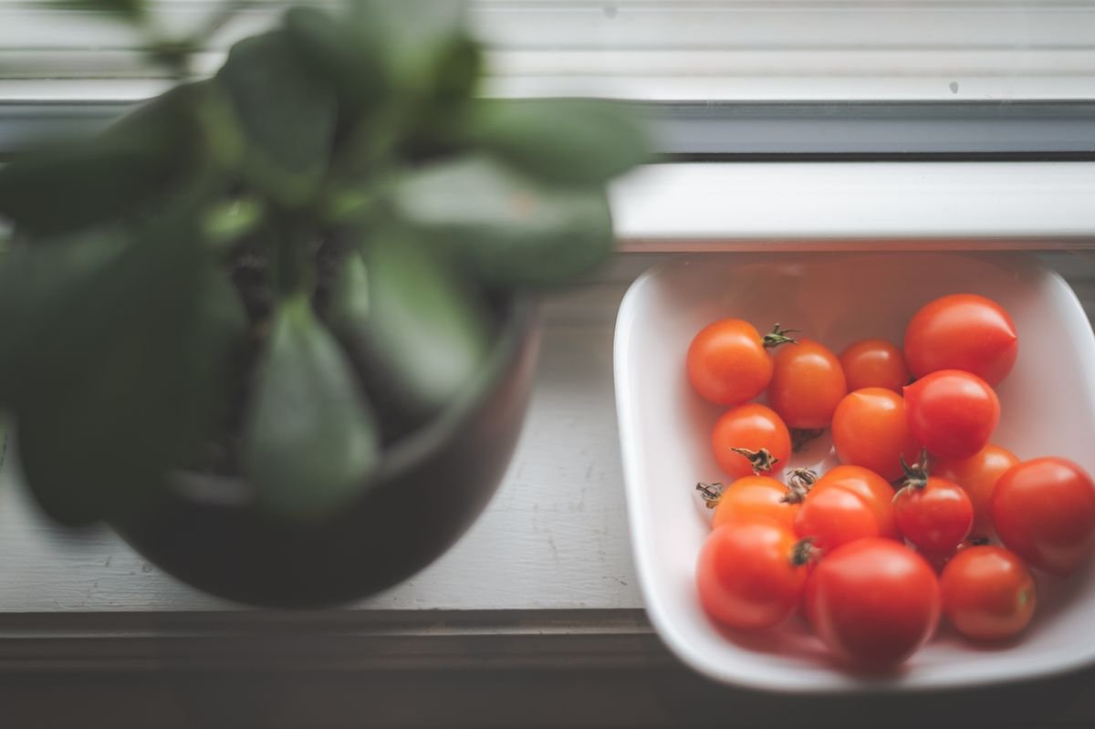 Colha os tomatinhos quando estiverem bem vermelhos e firmes