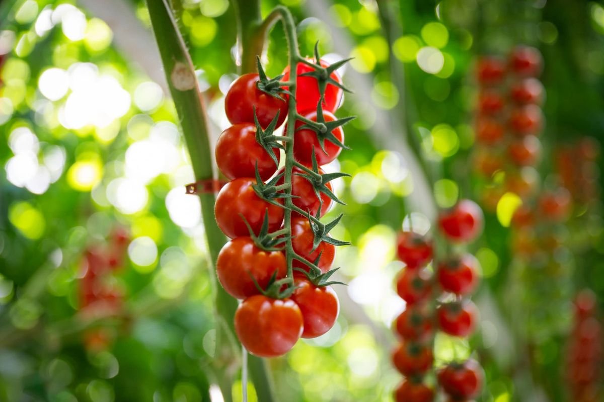 Tomate-cereja precisa de pelo menos 6 horas de sol direto por dia para produzir bem