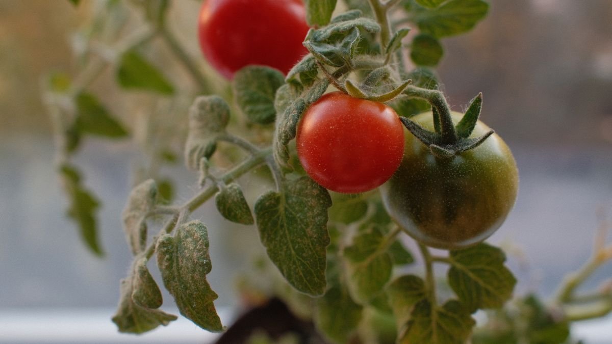 Como Plantar Tomate-Cereja em Vaso: Sol, Tutor, Desbrota e Colheita