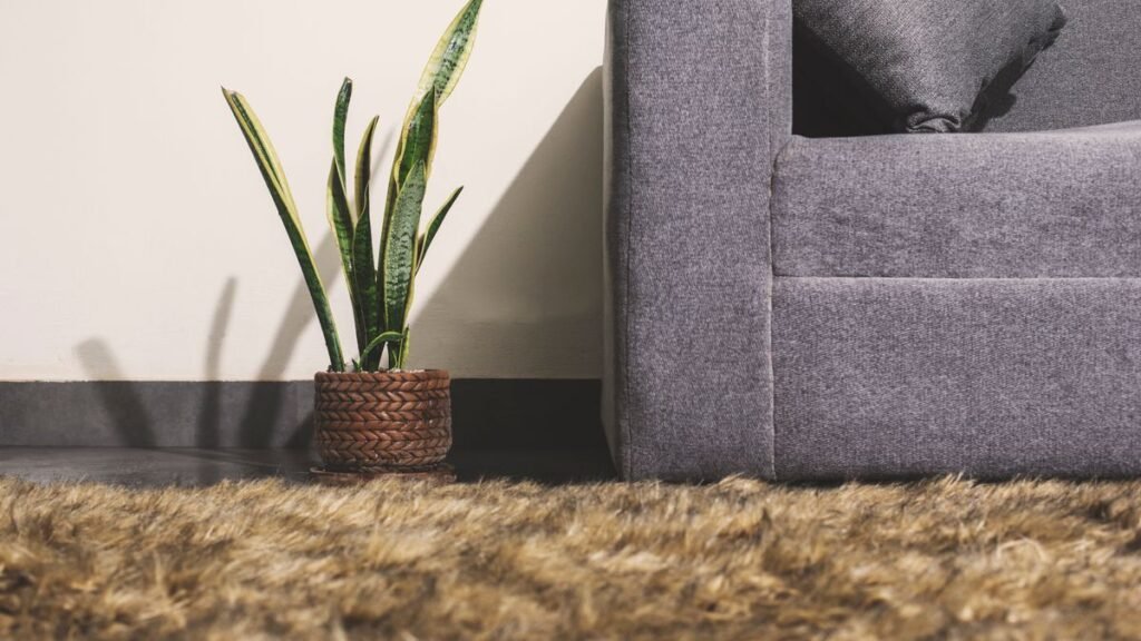 Espada-de-são-jorge em vaso ao lado do sofá numa sala de apartamento