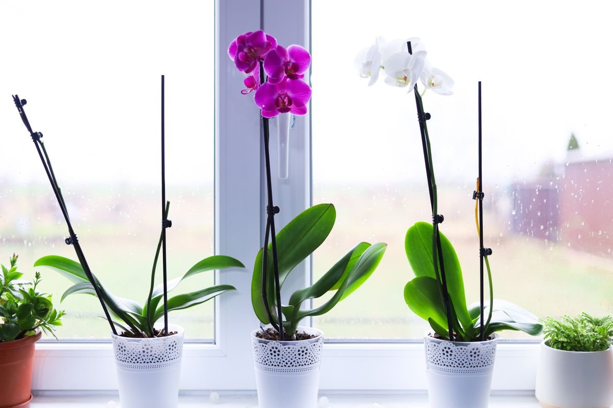 Orquídeas perto da janela: elas gostam de muita claridade, mas sem sol forte batendo nas folhas