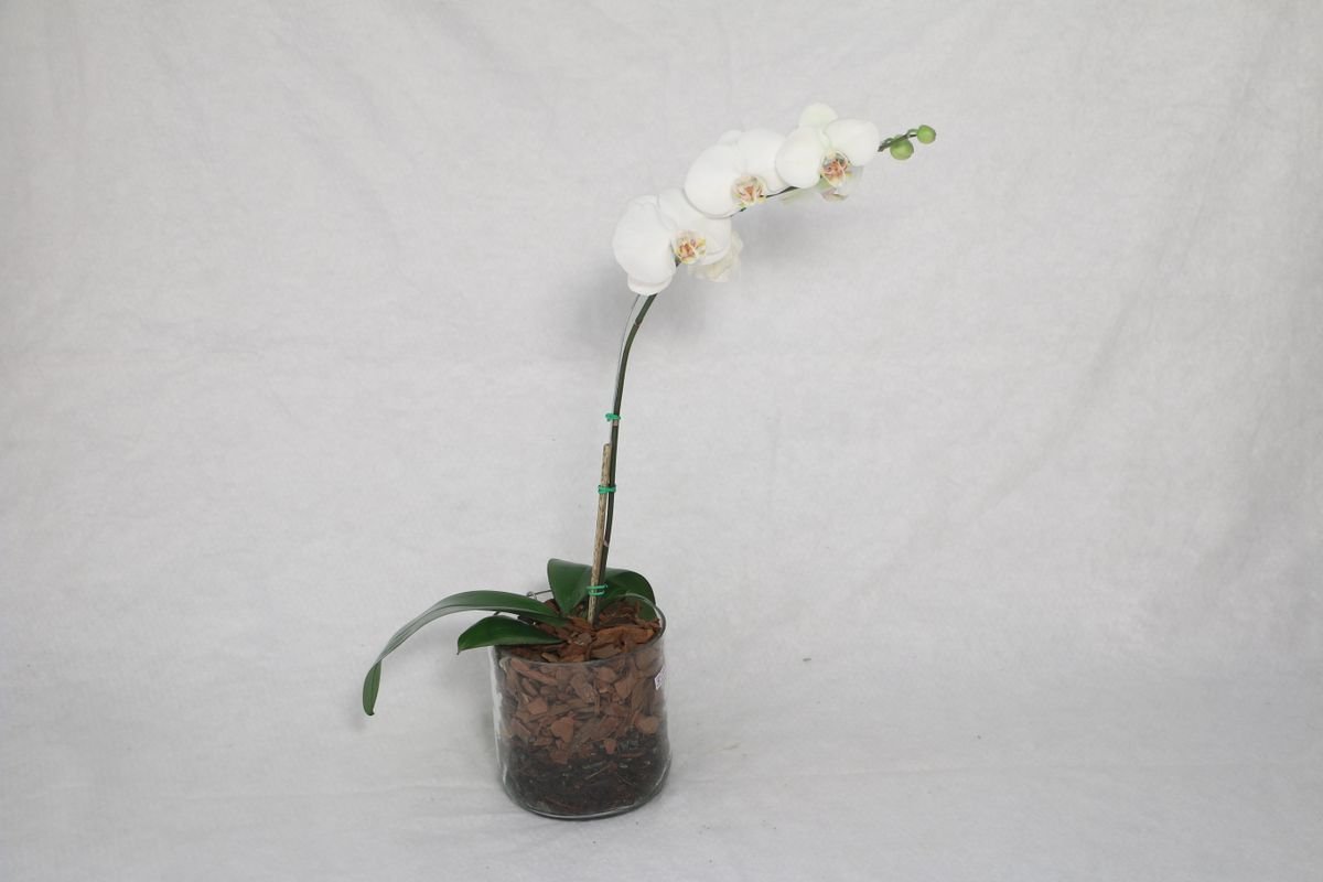 Orquídea em vaso transparente com casca de pinus: assim dá para ver se as raízes pedem água