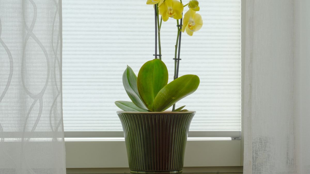 Orquídea em Apartamento: Como Regar, Onde Colocar e Como Fazer Florir de Novo