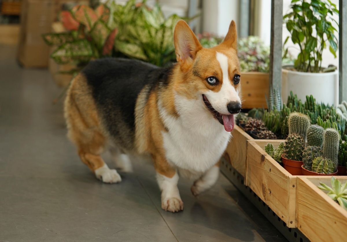 Mesmo com plantas seguras, vale observar se o pet costuma mastigar folhas