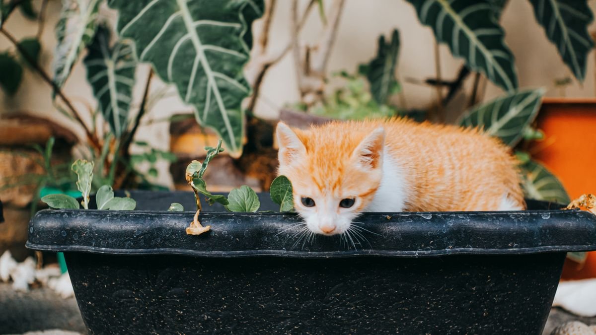 Plantas Tóxicas Para Gatos e Cachorros: Lista e Opções Seguras