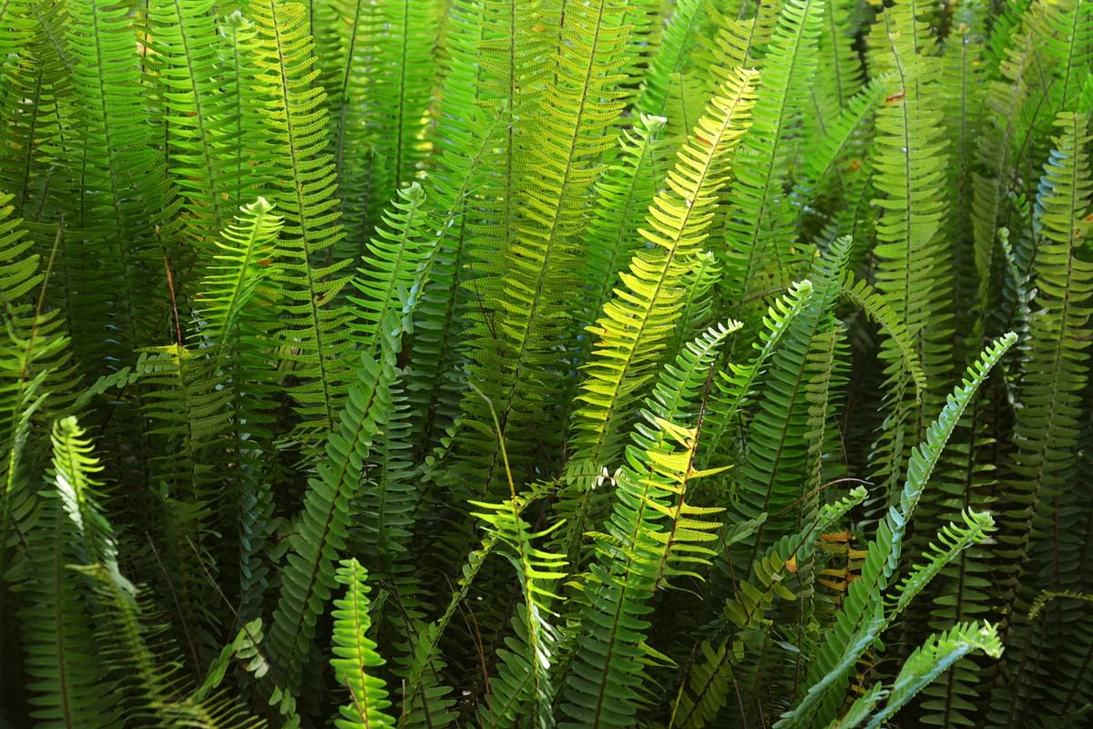 As folhas da samambaia-americana nascem do centro e podem chegar a quase um metro