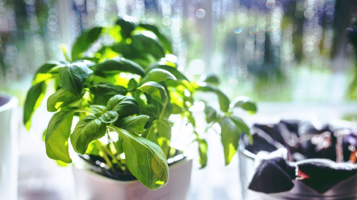 10 Temperos Para Plantar em Vaso no Apartamento (e Quanto Sol Cada Um Precisa)